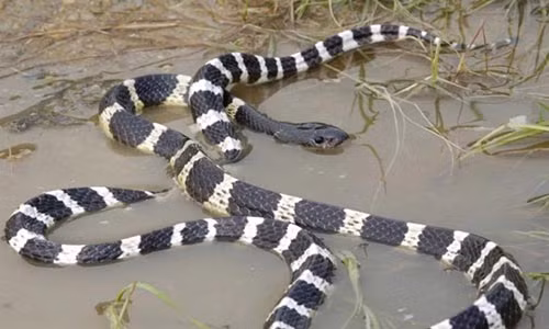 Mua ran cuc doc ve tu tu nhung phut cuoi ban nang troi day