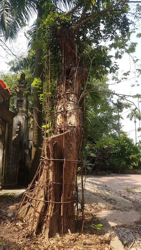 Ly ky nhung “cuoc chien” bao ve “cu sua” tram ty o lang que Viet-Hinh-2