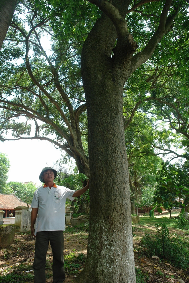 Ly ky nhung “cuoc chien” bao ve “cu sua” tram ty o lang que Viet