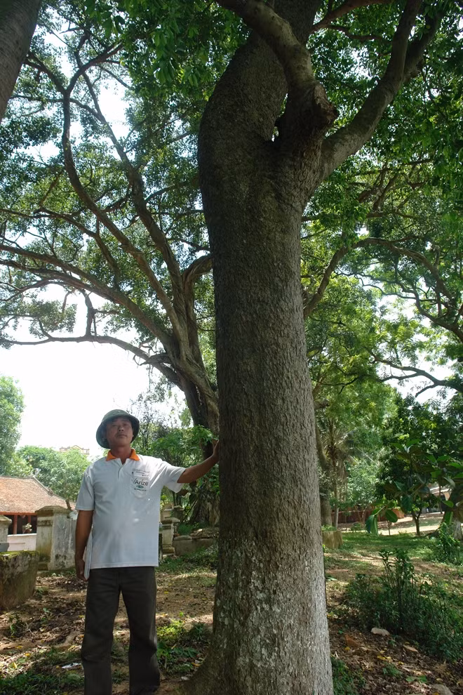 Ly ky nhung “cuoc chien” bao ve “cu sua” tram ty o lang que Viet