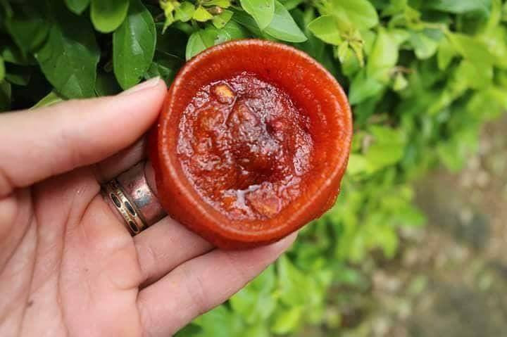 Hong deo Trung Quoc tran ve, dan Ha Noi an them 1 cu lua-Hinh-3