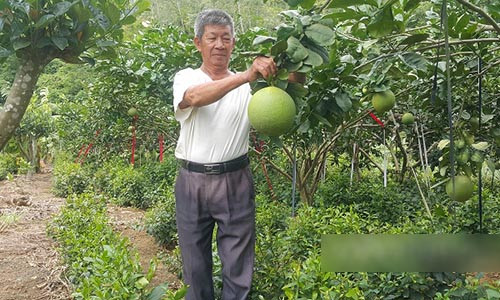 Một góc khu vườn trồng "lung tung" rất đẹp của lão nông Phạm Văn Lợi.