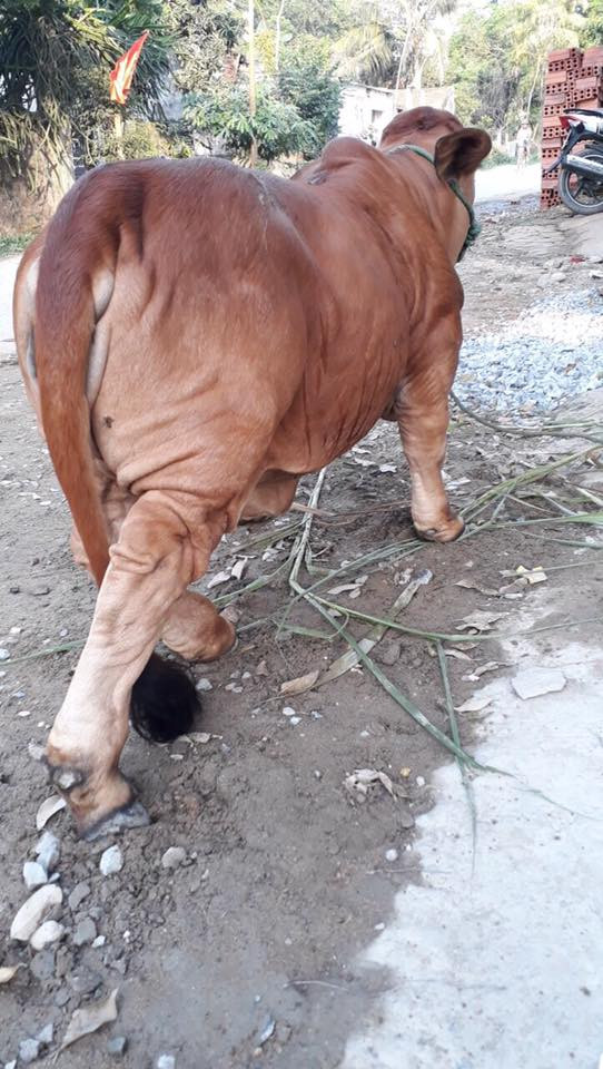 Chú bò khiến cư dân mạng phát cuồng.