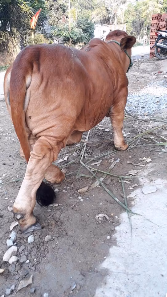 Chú bò khiến cư dân mạng phát cuồng.