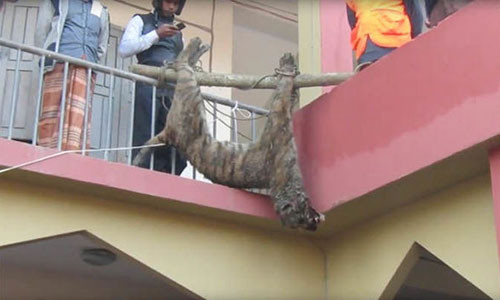 Hổ dữ vào làng để ăn thịt người bị đánh đập đến chết.