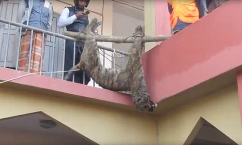 Hổ dữ vào làng để ăn thịt người bị đánh đập đến chết.