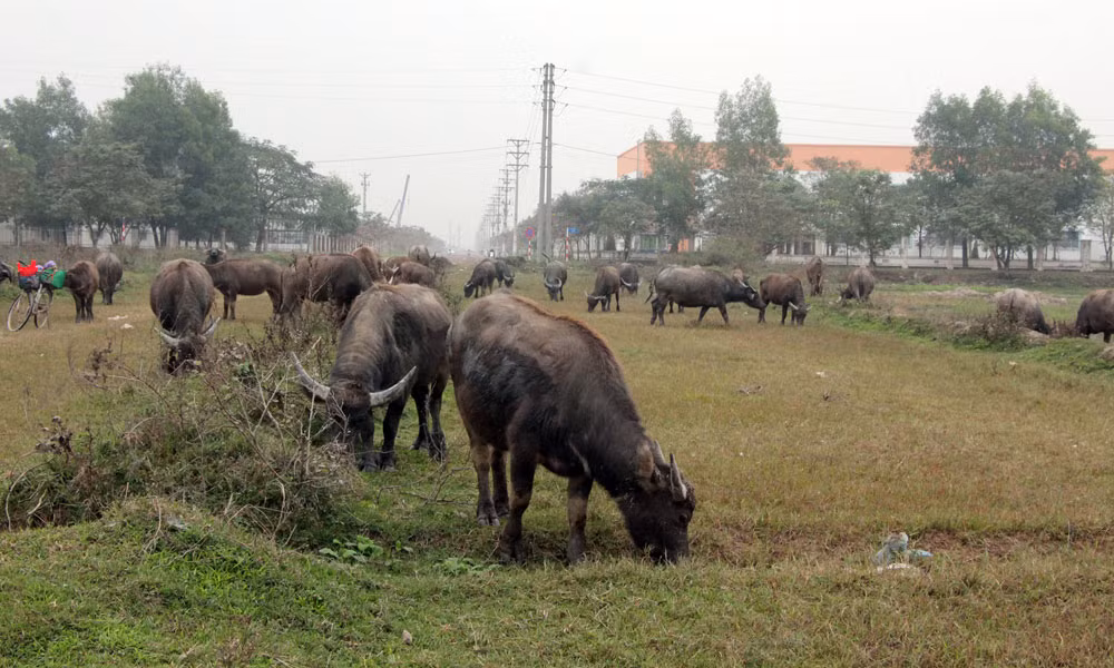 Đàn trâu của gia đình ông Nguyễn Tuấn Thọ.