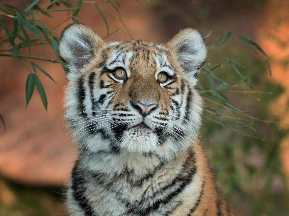 Ho cai an thit 13 nguoi bi toa An Do tuyen an