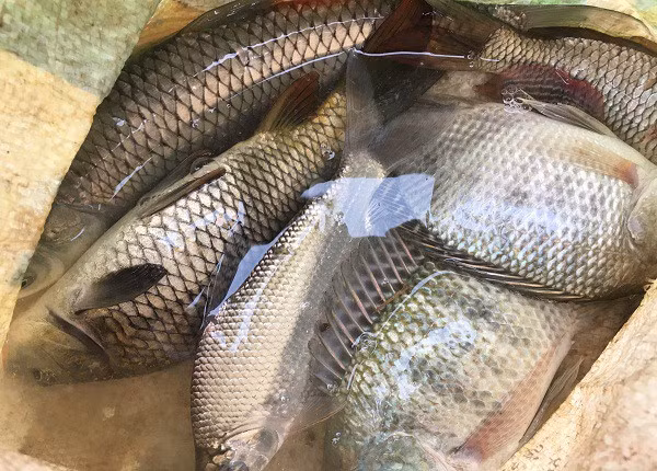 Nhờ áp dụng khoa học kỹ thuật vào trong chăn nuôi và chăn nuôi theo hướng hữu cơ, nên đàn cá của gia đình ông Xinh phát triển khỏe mạnh và được nhiều thương lái ưa chuộng.