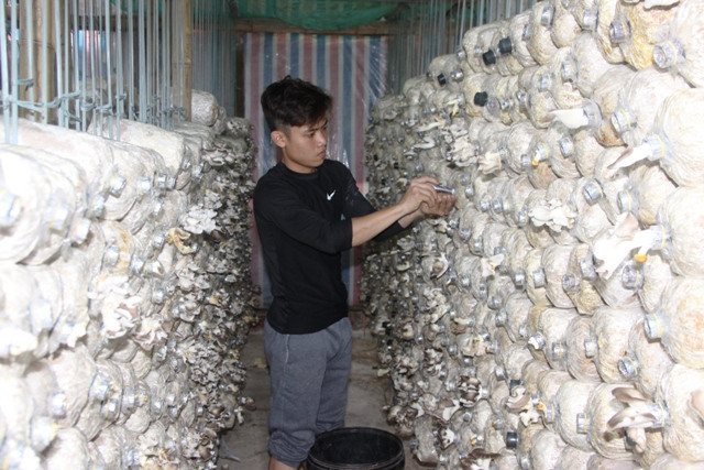 Trại nấm ngai tại vườn nhà tiện cho Phúc chăm sóc. Ảnh: N.V