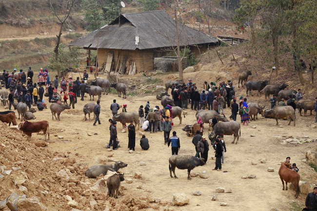 Điểm đặc sắc nhất ở chợ Cán Cấu là khu này bán rất nhiều trâu. Một khu đất rộng đủ sức chứa cho hàng trăm người đứng mua bán, chợ trâu luôn là nơi sôi nổi sầm uất nhất nhì chợ Cán Cấu.