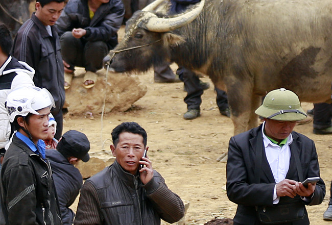 Là chợ trâu lớn nhất Tây Bắc, mỗi phiên chợ có đến gần trăm con trâu được mua bán. Từ những con trâu được làm giống, cày bừa cho tới cả những con to lớn đến độ làm thịt.