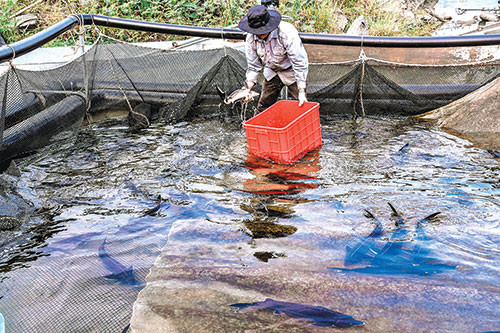 Quy trình nuôi theo tiêu chuẩn quốc tế GLOBAL GAP, giảm thiểu tác động xấu đến môi trường, an toàn với sức khỏe của công nhân và người tiêu dùng. Hiện nay ngoài xuất khẩu, cá tầm Đa Mi còn cung ứng cho nhiều nơi trên toàn quốc...