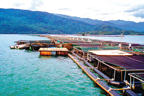 Khu nuôi cá tầm trên hồ Đa Mi cùng với vẻ đẹp thiên nhiên. Được biết, Công ty cổ phần Tầm Long Đa Mi không chỉ phát triển nghề nuôi cá tầm mà còn hướng đến một khu du lịch nghỉ dưỡng, là điểm đến hấp dẫn cho du khách.