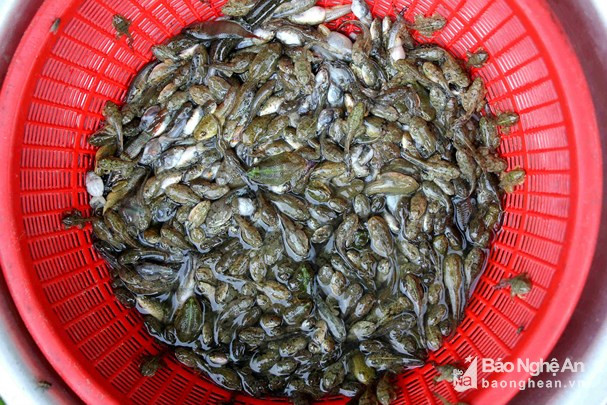 Nòng nọc ếch, nhái được coi là một đặc sản sạch. Ảnh: Hùng Cường