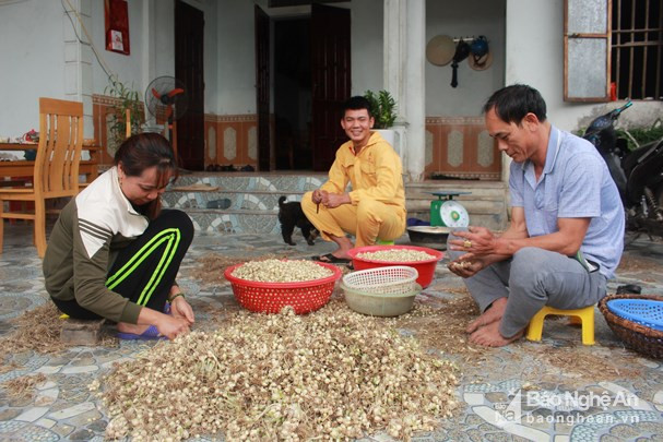 Hành tăm sau khi thu hoạch về được các hộ dân làm sạch trước khi xuất bán. Nếu để chậm, hành sẽ bị hao cân. Ảnh: Nhật Tuấn