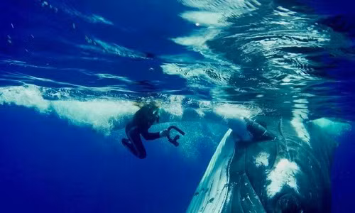 Cá voi lưng gù nặng 23 tấn cứu mạng Hauser khỏi cá mập hổ.