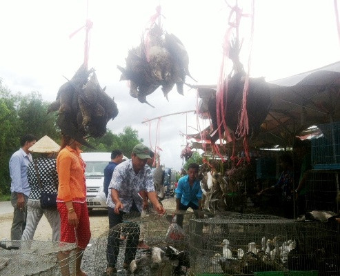 Canh mat my quan o cho dong vat hoang da lon nhat mien Tay-Hinh-2