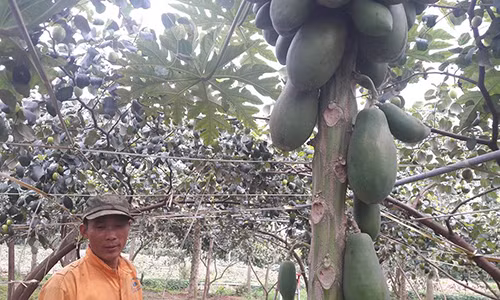 Vườn đu đủ sai trĩu quả của ông Dũng giữa những ngày đông lạnh giá.