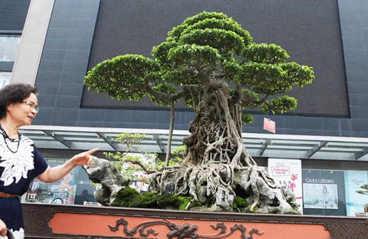Trong một triển lãm sinh vật cảnh, cây sanh của đại gia Phú Thọ này được các chuyên gia định giá lên tới 6 triệu USD.
