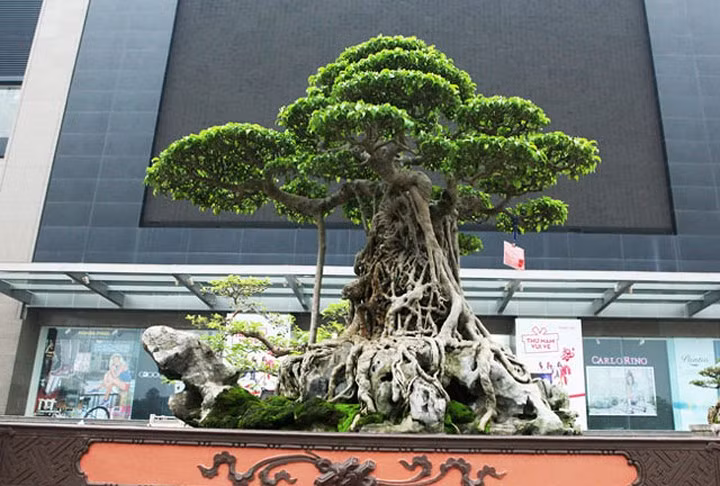Đây là cây sanh cổ thụ hơn 150 năm tuổi, hội tụ đủ 4 yếu tố “cổ - kỳ - mỹ - văn” tạo nên một siêu cây bắt mắt.