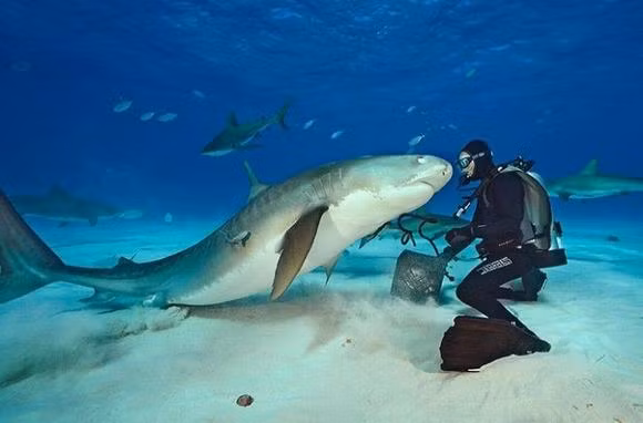 Một thợ lặn và con cá mập hổ tại phía bắc Bahamas.