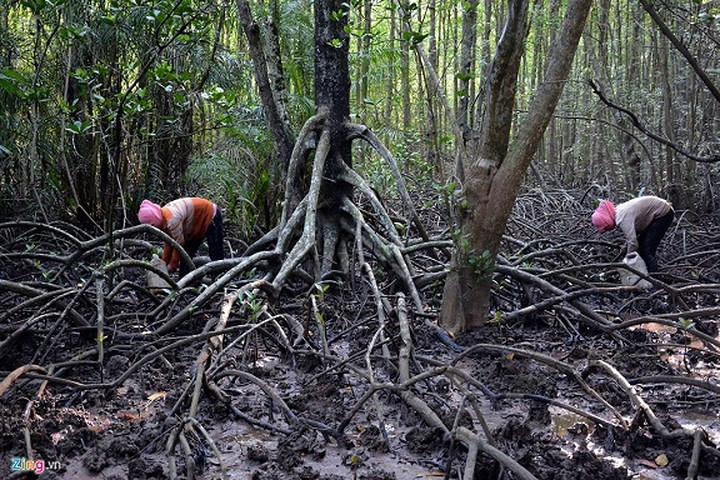 Rễ cây bị phạt nham nhở lộ màu trắng tinh trên lớp bùn nâu. Nhiều cây đước còn bị xới lên nằm trơ gốc, đó là những dấu vết đi qua của những người đào sâm đất. Việc khu dự trữ sinh quyển thế giới rừng ngập mặn Cần Giờ bị người dân xâm phạm khiến chính quyền và lực lượng kiểm lâm đau đầu. (Ảnh: Zing)