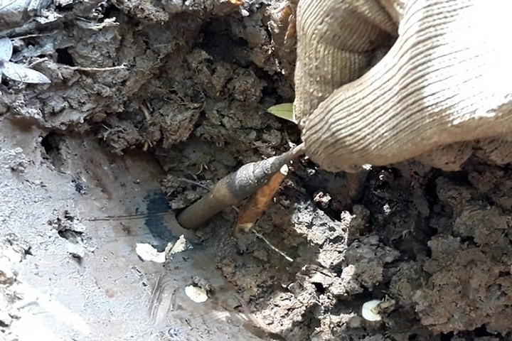 Theo nhiều người đào sâm đất có kinh nghiệm, sâm đất nằm trong hang sâu dưới lớp đất bùn và rất nhanh, người đi săn phải thật nhanh tay mới bắt được. Hiện giá sâm đất chưa qua sơ chế khoảng 30.000 đồng/kg, mỗi người đào sau 1 ngày thì kiếm được khoảng 10-15kg. (Ảnh: Dân Việt)