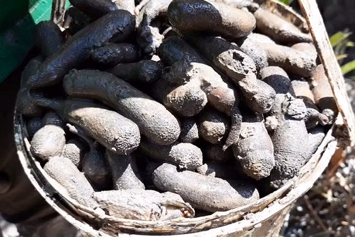 Sâm đất được nhiều người xem là "thần dược". (Ảnh: Dân Việt)