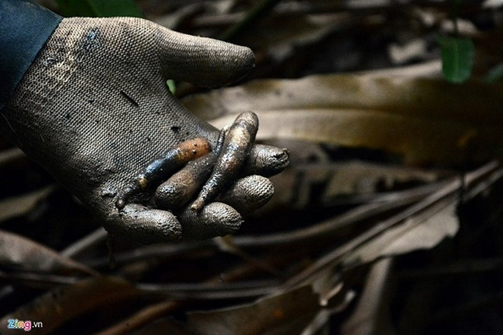 Theo tài liệu dược học cổ truyền, sâm đất vị mặn, tính lạnh, có công dụng bổ dưỡng phần âm và giải nhiệt, làm mát phổi, cải thiện công năng tỳ vị, thường được dùng để chữa các chứng bệnh như nóng bốc ở tầng sâu bên trong hay sốt về chiều, đổ mồ hôi trộm, ho khạc đờm nhiều do phế hư; tiểu đêm nhiều… (Ảnh: Zing)