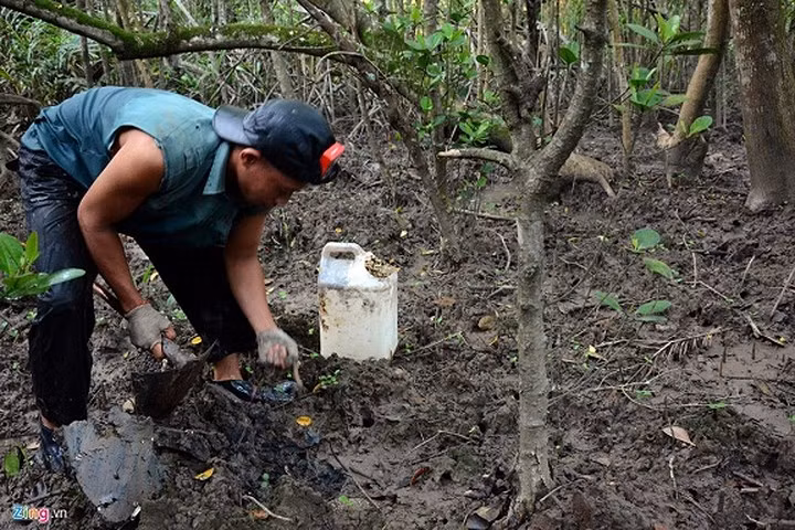 Theo dân gian, sâm đất có công dụng bổ thận, ích tinh, chữa yếu sinh lý, liệt dương. Sâm đất tươi được chế biến thành các món rán, xào, nướng hoặc nấu cháo cho người ốm bồi bổ sức khỏe. Hiện nay, tại các nhà hàng sâm đất là một đặc sản đắt tiền. (Ảnh: Zing)