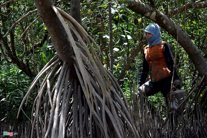 Để vượt qua những trùng trùng điệp điệp rễ đước, rễ bần, người thợ săn cua hay đào “sâm đất” có lúc phải chui, phải bò, thậm chí đổ máu hay bị rễ mây đâm vào chân, vào tay; hoặc nhào xuống nước khi trượt chân té ngã. (Ảnh: Zing)