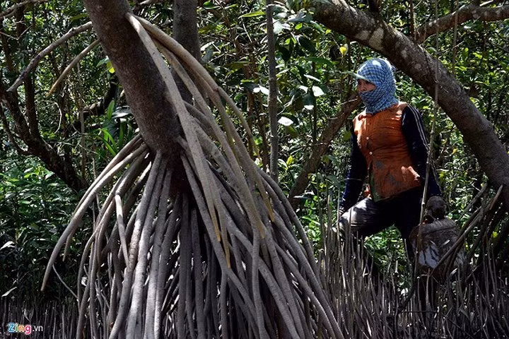 Để vượt qua những trùng trùng điệp điệp rễ đước, rễ bần, người thợ săn cua hay đào “sâm đất” có lúc phải chui, phải bò, thậm chí đổ máu hay bị rễ mây đâm vào chân, vào tay; hoặc nhào xuống nước khi trượt chân té ngã. (Ảnh: Zing)