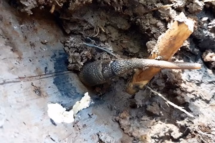 Anh Nguyễn Văn Thuận (xã Tân Ân, huyện Ngọc Hiển), cho biết: Đào sâm đất là nghề chính của tôi, trong xóm có khoảng vài chục người làm công việc này. Thông thường sâm đất có quanh năm, những tháng nước lên thì có nhiều hơn. Nghề này cũng khá cực khổ vì phải lặn lội nhiều, có khi trời mưa thì ướt hết, bị muỗi đốt là chyện thường xuyên (Ảnh: Dân Việt)