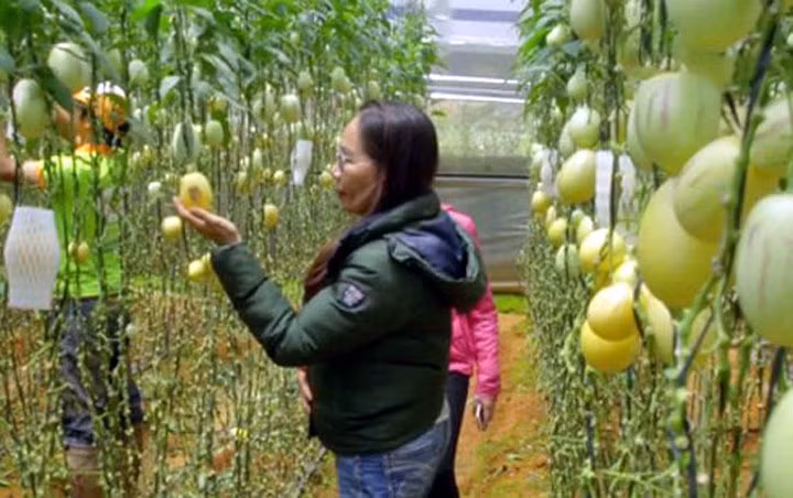 Đây là giống dưa có nguồn gốc từ Nam Mỹ, lai giữa dưa hấu với lê. (Ảnh: VNE)