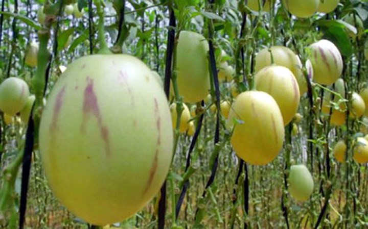 Vài năm gần đây, giống dưa hấu pepino được trồng nhiều ở Đà Lạt, Sapa, mang lại thu nhập không nhỏ cho chủ vườn. (Ảnh: VNE)