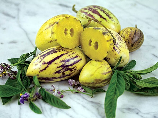 Khi chín, dưa hấu pepino có khối lượng khoảng 200gram mỗi quả, vị thanh ngọt, thơm. (Ảnh: Báo Dân Việt)