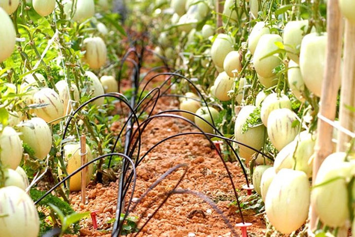 Nếu trồng đúng kỹ thuật, dưa pepino kháng bệnh rất tốt nhưng người trồng phải chú ý đến việc cắt tỉa cành non. (Ảnh: Zing)