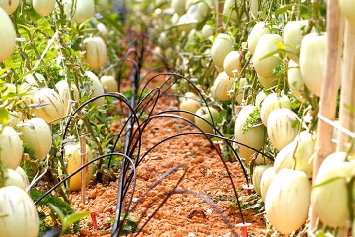 Nếu trồng đúng kỹ thuật, dưa pepino kháng bệnh rất tốt nhưng người trồng phải chú ý đến việc cắt tỉa cành non. (Ảnh: Zing)