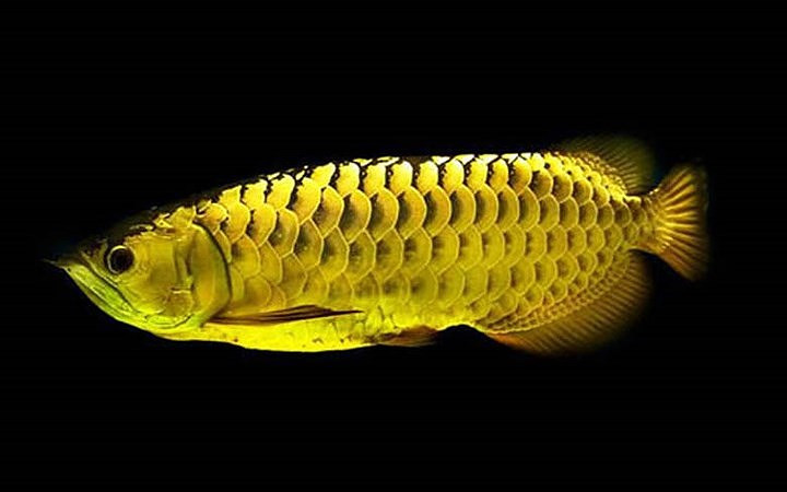 Cá Golden Crossback Arowana có giá 2.000 USD. (Ảnh: Successstory.com)