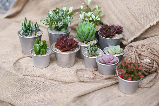 Nếu cây trong nhà bạn đang bị héo, chúng sẽ làm giảm năng lượng trong gia đình bạn. Ảnh minh họa