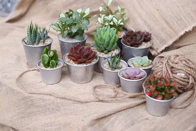 Nếu cây trong nhà bạn đang bị héo, chúng sẽ làm giảm năng lượng trong gia đình bạn. Ảnh minh họa