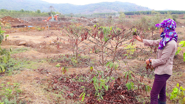 Vườn cây của chị Thúy bắt đầu héo úa, chết cành do bụi.