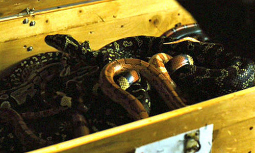 Hanh khach gay nao loan vi mang 20 con ran len may bay