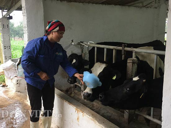 Nhờ được nghe những bản nhạc du dương, nhạc không lời mà đàn bò sữa của gia đình ông Biên cho sản lượng sữa, chất lượng sữa cao hơn.