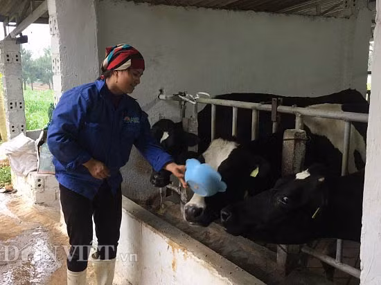 Nhờ được nghe những bản nhạc du dương, nhạc không lời mà đàn bò sữa của gia đình ông Biên cho sản lượng sữa, chất lượng sữa cao hơn.