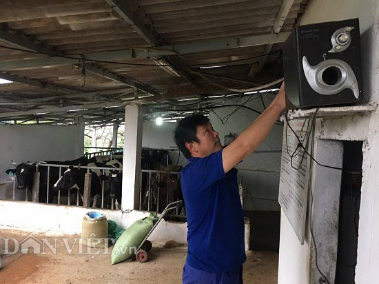 Khu vực vắt sữa bò của ông Biên được lắp hệ thống loa để mở nhạc mỗi khi vắt sữa bò.