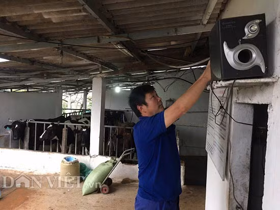 Khu vực vắt sữa bò của ông Biên được lắp hệ thống loa để mở nhạc mỗi khi vắt sữa bò.