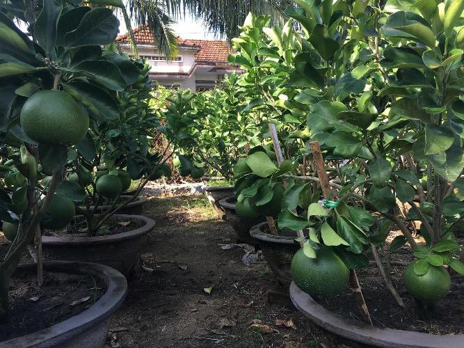 Dạo quanh vườn, ông Hiệp nói, toàn bộ chậu bưởi đang phát triển tốt, gia đình đã tạo thế xoay tròn nhiều nhánh, mỗi chậu có từ 5- 8 quả, thậm chí có những chậu mang 9 quả căng tròn đều, màu xanh mát mắt. Đây là điều kiện lý tưởng để người dân chọn lựa những chậu bưởi vừa ý để chơi Tết. Dự kiến hơn 1,5 tháng nữa ông sẽ xuất bán các chậu bưởi trên với giá dao động tại vườn từ 1,5 – 2 triệu đồng/chậu.