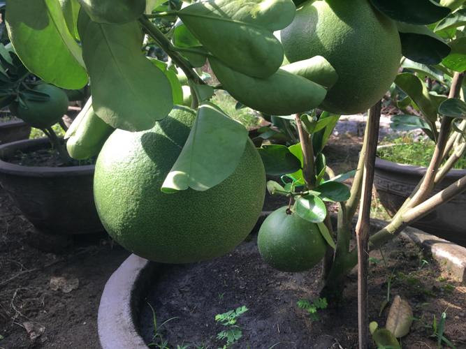 Ông Nguyễn Văn Hiệp (thôn Trường Thạnh, Diên Thạnh) chia sẻ: “Tôi đã gắn bó với nghề trồng bưởi cảnh được 13 năm nay. Giai đoạn năm 2013 - 2016 là những năm rất hưng thịnh, người dân khắp nơi mê chơi loại bưởi cảnh, thị trường tiêu thụ mạnh làm đến đâu bán hết đến đó. Vào dịp Tết, tôi xuất bán từ 150 – 200 chậu, mang lại doanh thu từ 60 – 150 triệu đồng/vụ”.